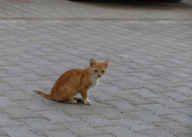 Küçük kızıl kedicik kompleks bir avluda oturuyor, etrafı inceliyor ve sakin, meraklı ve hayvanın karakterini gösteriyor..