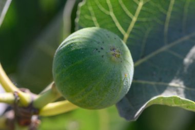 Taze yeşil incirler, güneşli Kıbrıs gökyüzünün altında bir dalda yetişiyor. Doğal arka plan ve canlı yeşillik bir Akdeniz bahçesini çağrıştırıyor.