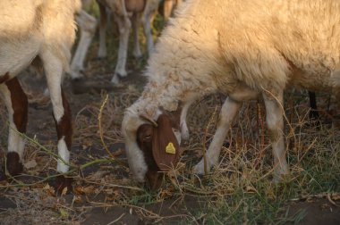 Parlak güneş ışığı altında yeşil bir çayırda otlayan bir Kıbrıs koyunu sürüsü. Hayvanlar, Kıbrıs 'ın kırsal kesiminde huzur içinde ot yiyorlar..