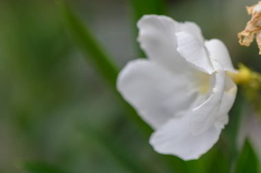 Güneşli bir bahçede beyaz zakkum çiçekleri, yeşil yapraklar, doğal ışık ve yumuşak arka plan, botanik ve makro fotoğrafçılık için mükemmel bir konu..