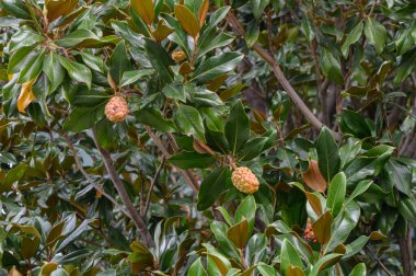 Tiflis 'teki bir sonbahar parkında parlak yeşil ve sarı yapraklı büyük çiçekli manolya. Kapalı çiçekler ve sonbahar renkleri rahat bir doğal atmosfer yaratır..