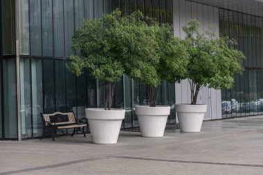 Büyük dekoratif kaplardaki güzel ağaçlar Tiflis sokaklarını süslüyor. Şehir mimarisi arasında samimi bir atmosfer ve yeşil aksanlar yaratıyorlar..