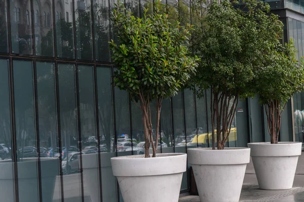 Büyük saksılardaki dekoratif ağaçlar Tiflis sokaklarını süsler ve tarihi şehir mimarisi arasında yeşil aksanlar yaratır. Sıcak ve huzurlu şehir atmosferi.