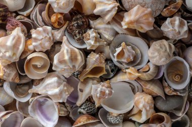 Doğal bir arkaplan olarak sıralanmış renkli deniz kabuklarının makro çekimi, plaj ve yaz projeleri için desenleri ve desenleri vurguluyor.
