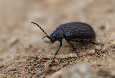 Kara bir böceğin orman zemininde toprak ve yaprak arasında hareket edişinin detaylı doku ve doğal yaşam alanını gösteren yakın çekimi..