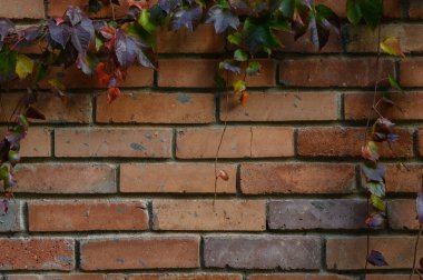Kırsal kırmızı tuğla bir duvarın makro çekimi yeşil asma ile süslenmiş, açık hava veya bahçe projeleri için doğal bir arka plan olarak mükemmel.