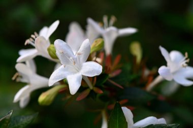 Beyaz Abelia çiçeklerinden oluşan bir demet yakın plan, narin dokuları ve doğal çiçekleri vurguluyor..