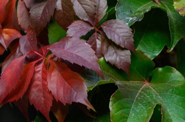 Sonbahar kırmızı asma yaprakları yeşil yapraklara karşı durarak, doğa arkaplan ve tasarım projeleri için canlı bir mevsimsel kontrastlık oluşturur..