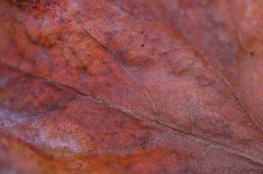 Damar, renk ve doğal dokuyu gösteren bir sonbahar yaprağının makro yakın çekimi mevsimsel, doğa ve tasarım temalı projeler için mükemmeldir..