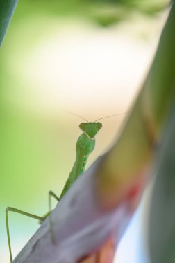 Bir strelitzia yaprağında peygamber devesinin yakın çekimi. Stok kullanımı için tropik bitki örtüsündeki böcek detaylarını vurgulayan makro doğa fotoğrafçılığı.