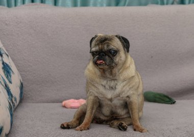 Yaşlı köpek koltukta dinleniyor. Stok fotoğrafçılığı ve evcil hayvan illüstrasyonları için sevimli bir son sınıf öğrencisinin olduğu rahat bir ev sahnesi..