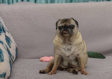 Kanepede oturan son sınıf köpeği. Evcil hayvan sahnesinde stok fotoğrafçılığı ve hayvan çizimleri için sevimli, yaşlı bir köpek gösteriliyor..