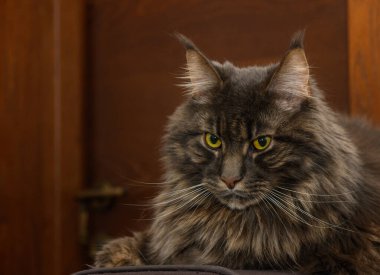 Siyah ahşap kapılı Maine Coon kedisi portresi. Kedi yüz, gözler ve lüks kürk dokusunun stok fotoğrafı.