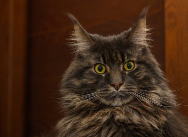 Koyu ahşap kapılı arka planda Maine Rakun 'un Macro portresi. Stok fotoğrafçılığı için ayrıntılı gözler, kürk dokusu ve bıyıkları vurgula.