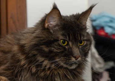 Yumuşak Maine Rakun Koyu Ahşap kapının önünde. Stok fotoğrafı kedi gözleri, yüzü ve lüks kürk dokusunu yakalıyor..