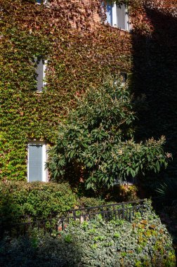 Parlak yeşil yaban üzümü kırmızı tuğlalı evlerin cephelerini kaplıyor, kontrastlar yaratıyor ve rahat şehir manzarası yaratıyor..