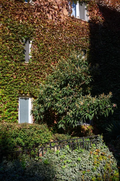 Parlak yeşil yaban üzümü kırmızı tuğlalı evlerin cephelerini kaplıyor, kontrastlar yaratıyor ve rahat şehir manzarası yaratıyor..