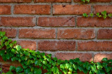 Parlak yeşil sarmaşıkla kaplı kırmızı tuğla duvar stok fotoğrafları için kontrastlı ve desenli bir zemin oluşturuyor..