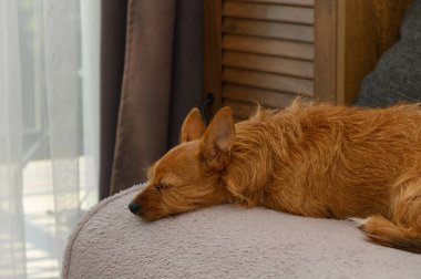Küçük kırmızı bir köpek yumuşak bir kanepede huzur içinde uyuyor. Sıcaklık ve sakinlikle sıcak ev atmosferi.