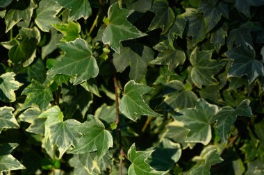 Vahşi sarmaşık yapraklarının yakın çekimi doğal yeşil bir zemin oluşturur. Yaprak dokusu, desen, yeşil bitki örtüsü..