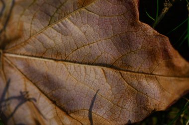 Sarı bir sonbahar yaprağının yakın çekimi. Yaprak dokusu, detaylar, doğal arkaplan, parlak sonbahar rengi.