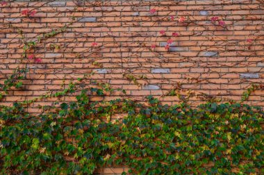 Kırmızı tuğla duvar yeşil yaban asmaları ile kaplı. Tuğla dokusu ve yeşillik tasarım ve fotoğrafçılık için pitoresk bir zemin oluşturur.