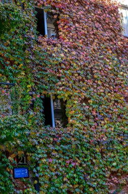 Yeşil yaban asmaları ile kaplı bir apartmanın duvarı. Tasarım ve fotoğrafçılık için tuğla dokusuna ve yeşilliğe sahip mükemmel kentsel zemin.