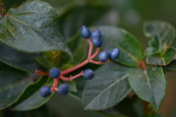 Кожаный вибурнум покрыт алыми ягодными кластерами против морщинистых кожистых листьев. Вечнозеленый кустарник со сливочными зонтиками весной остается декоративным в зимний период, 