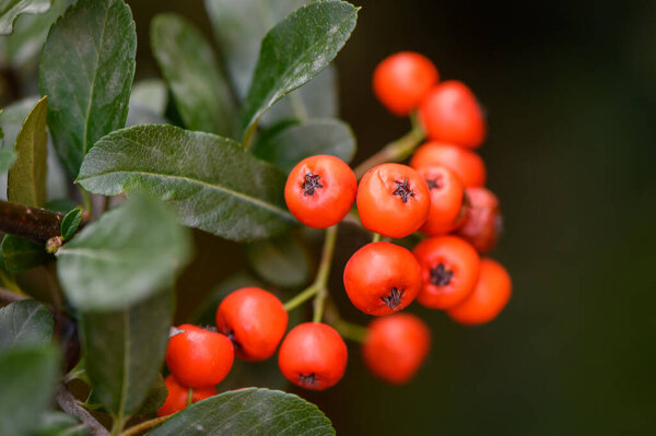 Berries of pyracantha, known as firethorn, glow red against serrated glossy leaves. Evergreen shrub with sharp thorns adorns gardens in fall and winter, attracting birds. Natural decorative beaut
