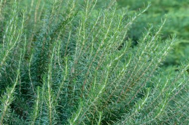 Kalın dalları ve küçük yaprakları olan ılık bir biberiye. Aromatik doku ve zengin renk tasarım, doğallığı ve tazeliği vurgulayan canlı bir zemin oluşturur..