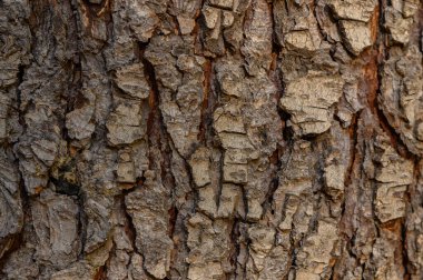 Ağaç kabuğuna anlamlı çatlaklar ve katmanlarla yakın plan. Griden kahverengiye doğal gölgeler tasarımın çok yönlü bir arka planını oluşturur ve doğanın gücünü vurgular.