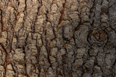 Ağaç kabuğunun çatlaklara ve sönük ışıkta yosunlara yakın görüntüsü. Rahatlamış bagaj yüzeyi orman atmosferini taşır, doğal bileşenler için arka plan görevi görür..