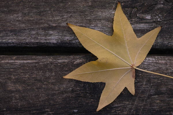 Bright yellow autumn leaf contrasts with weathered dark wooden boards. Leaf veins and wood grain form a cozy fall composition full of nostalgia and warmth in natural textures