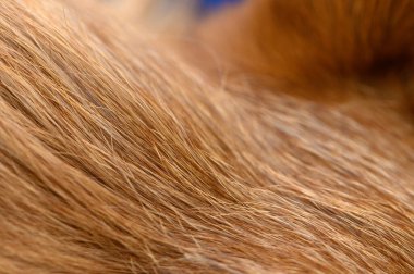 Kırmızı bir pinscher köpeğinin kürküne yakın çekim. Kürkün ayrıntılı dokusu arka plan, doku ve dekoratif amaçlar için mükemmeldir..