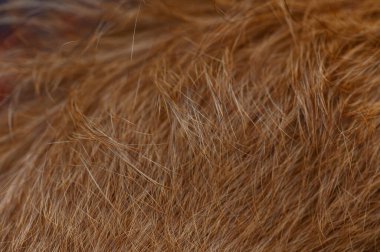 Pürüzsüz kırmızı kürkünün yakın çekimi ince kısa saçlar ve doğal parlaklığı gösteriyor. Tasarım veya arkaplan kullanımı için mükemmel doku.