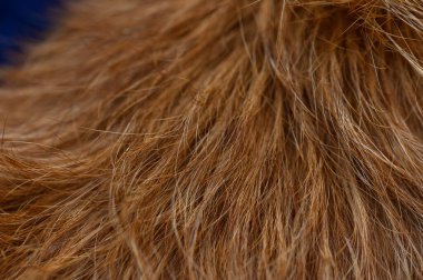 Kısa kırmızı iğne kürkünden yapılmış arka plan, yakın plan, yumuşak kenar ışıklandırmalı doku bile.