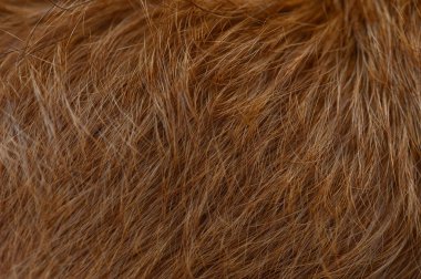 Kırmızı Pinscher kürkünün Macro fotoğrafı doğal kısa saç dokusunu, nötr ışıklandırmayı ve özgün arka planı gösteriyor..