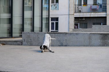 Bahçe yavrusu ilginç bir şekilde beton alanda beyaz bir tıbbi maske çiğniyor. Doğal ışıklandırma ile canlı kompozisyon stok görüntüleri için mizah ve sokak titreşimleri taşır. 