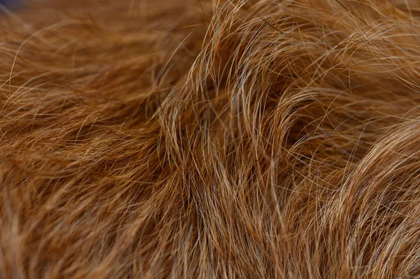 Yumuşak tüylü kırmızı köpek kürkü, doğal yayılmış ışık ve altından bakıra gölgeler. Derin doku ve ışık hacmi evcil hayvan fotoğrafları ve hayvanat bahçesi içeriği için sıcak bir zemin oluşturur.