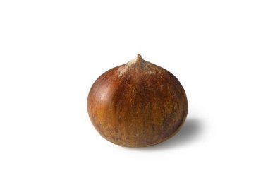 Beyaz arka planda parlak kahverengi kabuklu yenilebilir bir kestanenin yakın çekimi. Minimalist kompozisyon ve açık doku sonbahar fındık reklamları ve sağlıklı beslenme için doğallığı vurguluyor