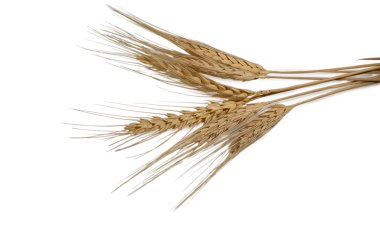 Profesyonel olarak saf beyaz arka planda çekilmiş olgun tanecikli doğal buğday dalları. Tarım, hasat ve doğal tahıl üretiminin sembolü.