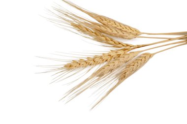 Temiz beyaz arka planda tahıllı taze buğday kulakları. Hasat ve doğal gıda üretiminin tarım sembolü.