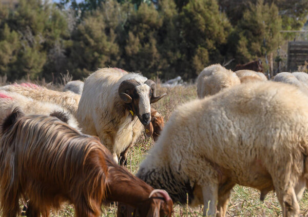 Овцы и козы гармонично обмениваются пастбищами на Кипре. Традиционная средиземноморская практика совместного выпаса полезна как для видов, так и для землепользования.