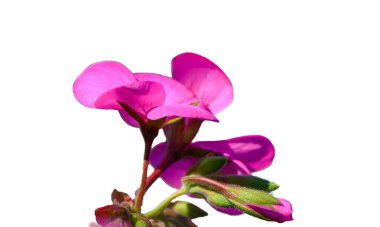 Beyaz arka planda izole edilmiş güzel sardunya çiçeği. Botanik, tıbbi, kozmetik ve tasarım projeleri için parlak çiçek.