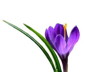 Beyaz arka planda izole edilmiş mor bir kır çiçeğinin yakın çekimi. Taze bahar çiçeği, botanik fotoğrafçılık, çiçek tasarımı ve doğa resimleri için ideal..