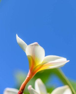 Açık mavi gökyüzüne karşı açan güzel beyaz su tesisatı çiçeği. Tropikal, botanik ve doğa fotoğrafçılığı için mükemmel. Tesisatçı çiçeği mavi gökyüzü arka planına karşı. Yüksek kalite fotoğraf