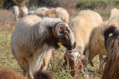 Koç, Kuzey Kıbrıs 'ta güneşli bir çayırda koyunların arasında duruyor..