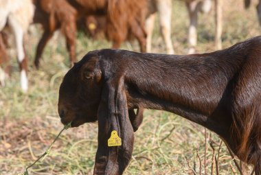 Kıbrıs 'ta bir otlakta koyunların yanında otlayan uzun kulaklı keçi. Kırsal kesimde hayvanlar ve doğa arasındaki uyum sergileniyor..