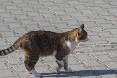 Çizgili kedi bir yerleşim yerindeki kaldırımda oturur. Kürk ayrıntıları ve şehir geçmişi hayvan için rahat bir şehir atmosferi yaratır..