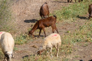 Bir çiftlikteki yeşil otlakta otlayan bir Kıbrıs keçisi ve koyununun yakın çekimi. Geleneksel ada türleri.